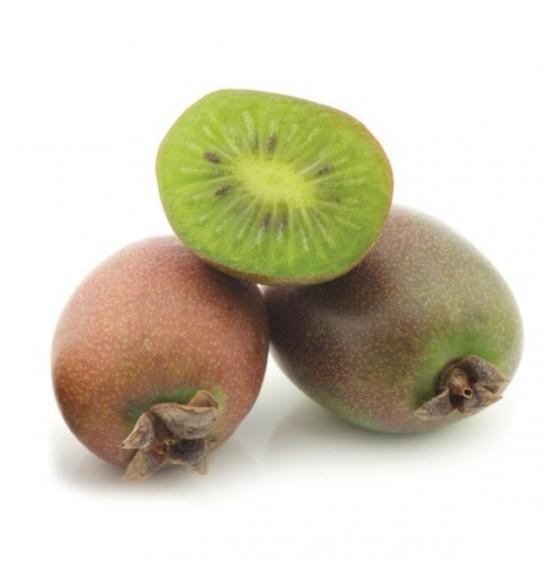 Actinidia arguta Issai C2 Lit. 40-60 cm (25520)
