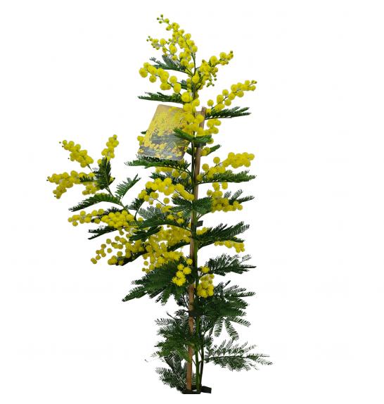 ACACIA armata fi19cm, 140cm Mimoza