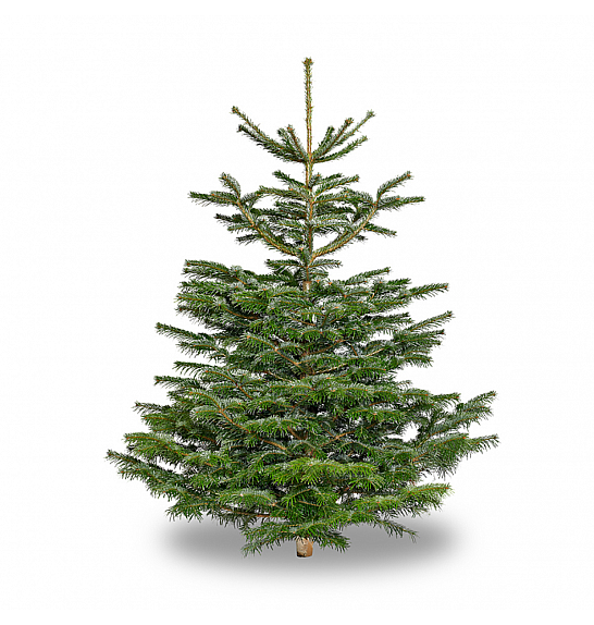 Abies Nordmanniana - Rezana Drevesa 125-150 cm