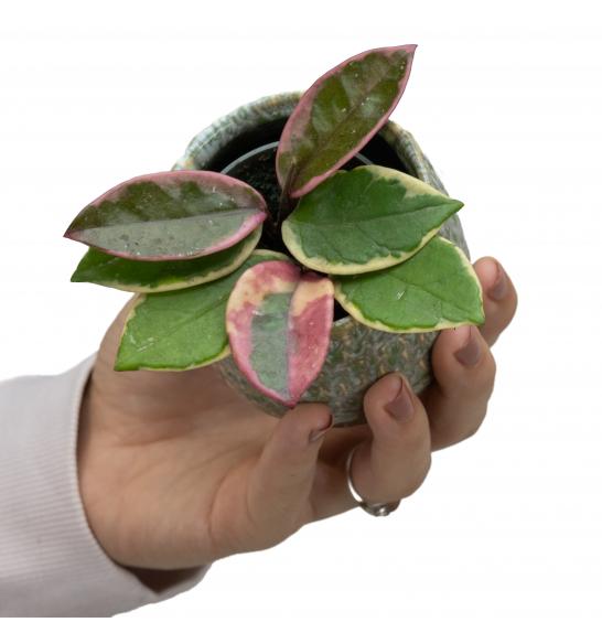 Hoya Flamingo Dream Pink; 6 cm
