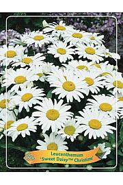 Ivanjščica Sweet Daisy™ Christine