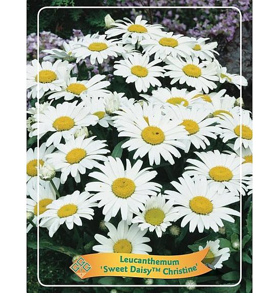 Leucanthemum Sweet Daisy™ Christine Ø11