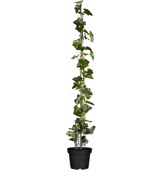Hedera hibernica Ø11 80-100 cm