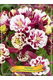 Navadna orlica Winky Double Red & White