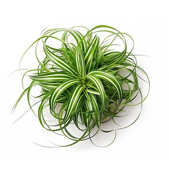 Chlorophytum Bonnie Ø12