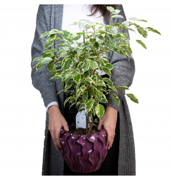 Ficus Benjamin Golden King; Ø17