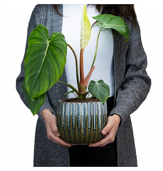 Philodendron Pastazanum; Ø14 cm