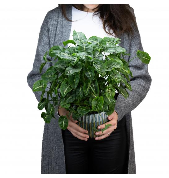 Syngonium Black Panther; Ø12 cm