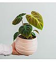Filodendron El Choco Red