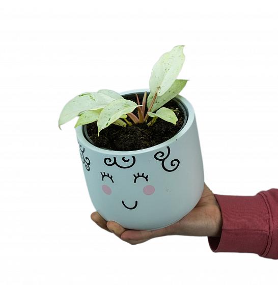 Philodendron Snowdrift; Ø12 cm