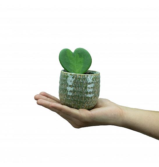 Hoya Kerrii Ø6 cm