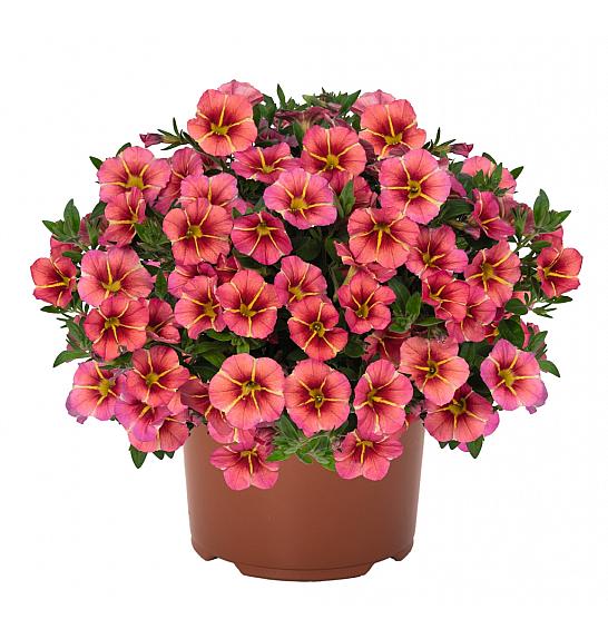 Calibrachoa Tik Tok Orange Ø10,5