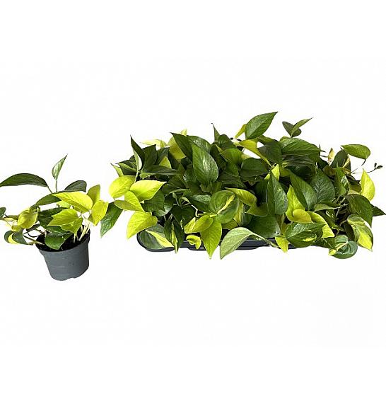 Epipremnum pinnatum mixed in pot; Ø12 cm