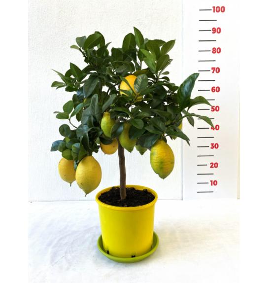 Citrus sinensis Limon Lunario Ø20 Na steblu 40 cm