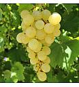 Namizno grozdje Matilde