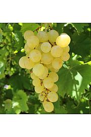 Namizno grozdje Matilde