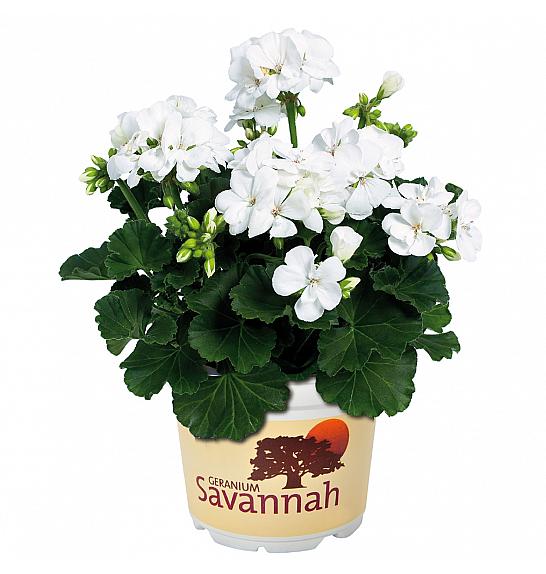 Pelargonium zon. Savannah White Ø12