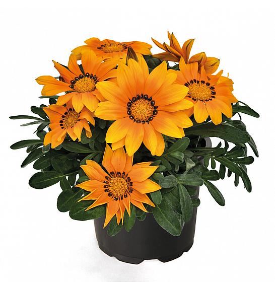 Gazania Zany Orange Ø10,5