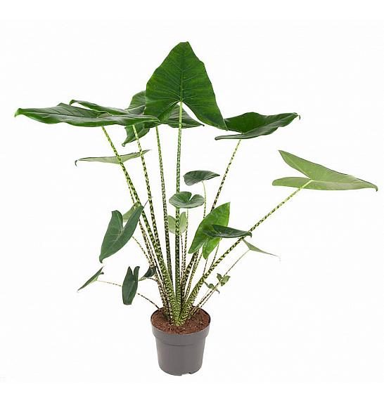 Alocasia Zebrina; Ø21 cm