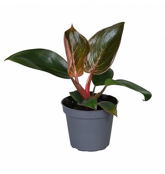 Philodendron Pink Bikini; Ø6cm