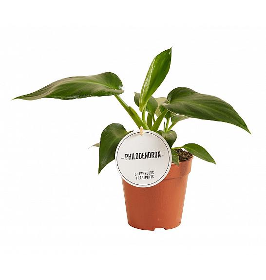 Philodendron Rugosum; Ø10,5 cm