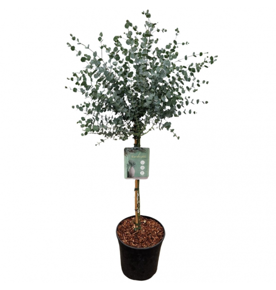 Eucalyptus gunnii Azura; Ø19 cm