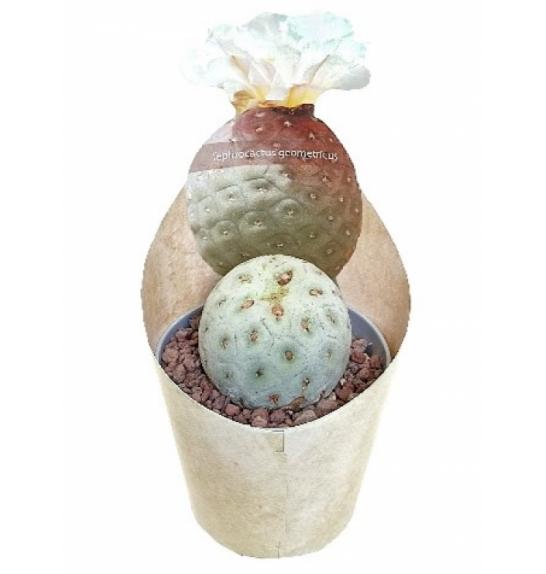 TEPHROCACTUS GEOMETRICUS Ø6,5 cm