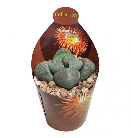 PLEIOSPILOS NELII Ø6,5 cm