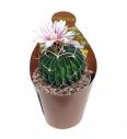 Brain cactus