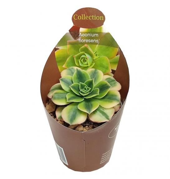 AEONIUM 'FLORESENS' Ø6,5 cm
