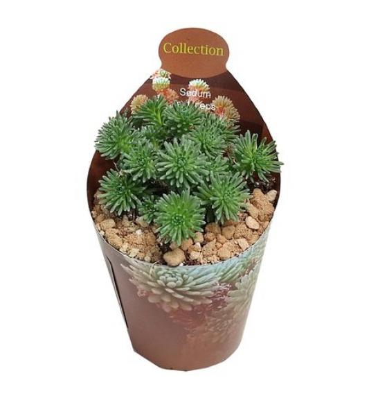 Sedum Multiceps Ø6,5 cm