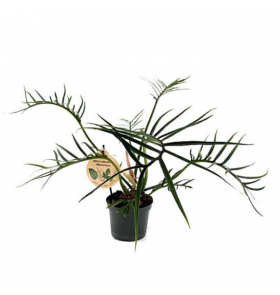 Philodendron Tortum ; Ø12 cm