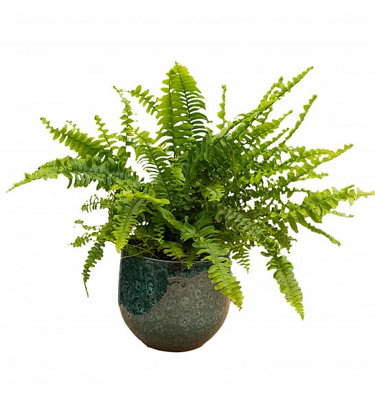 Nephrolepis exal. Green Lady; Ø12 cm