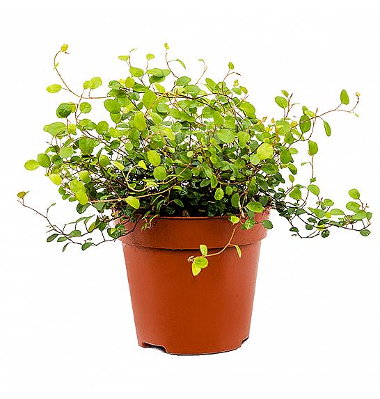 Muehlenbeckia Ø10,5