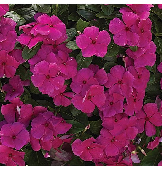 Catharanthus Pendula Magenta Ø10,5