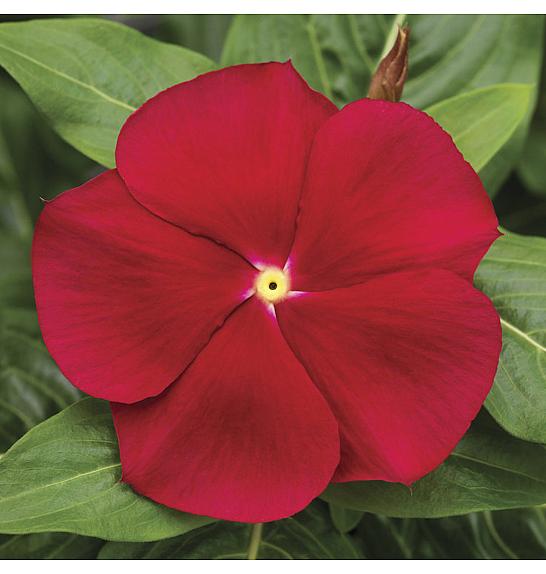 Catharanthus Pendula Red Eye Ø10,5