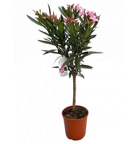 Nerium Oleander Ø17 cm; 50 cm na steblu