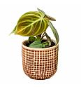 Filodendron El Choco Red - XS