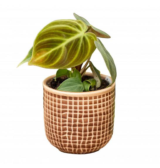 Philodendron El Choco Red; Ø6 cm