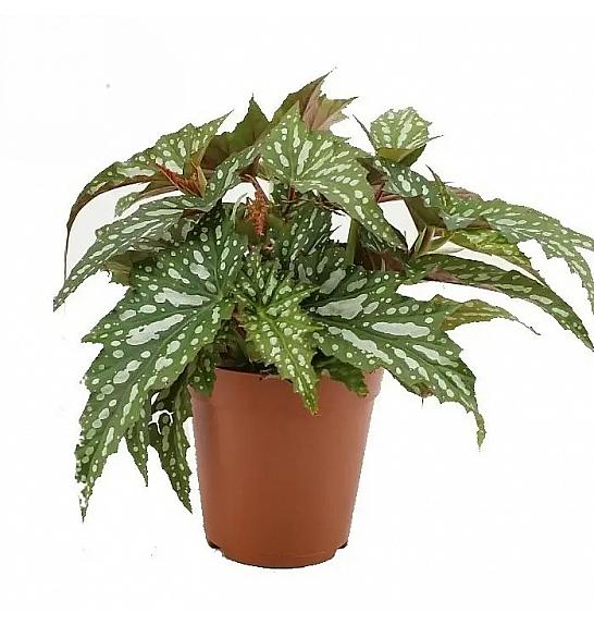 Begonia Sherwood Forest; Ø12 cm