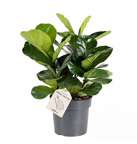 Ficus lyrata; Ø21 cm