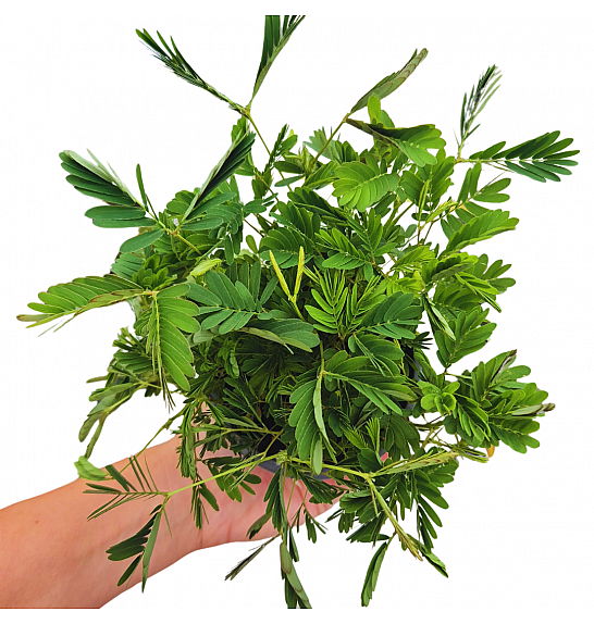 Mimosa Pudica; Ø9 cm