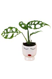 Monstera Obliqua Peru - XS