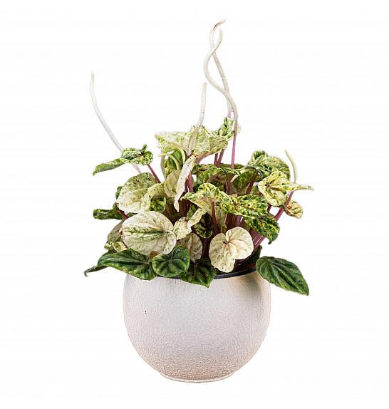 Peperomia Buenos Aires; Ø11