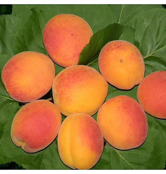 Prunus armeniaca Ungarische Beste C5 Lit. 60-80 cm Na steblu 40 cm