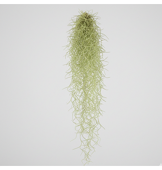 Tillandsia usneoides; 50 cm