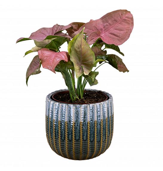 Syngonium Neon Robusta; Ø12 cm