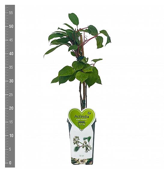 Actinidia arguta Nostino C2 Lit. 30-40 cm
