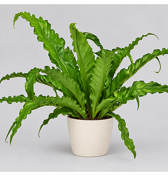 Asplenium nidus Campio Ø12 cm