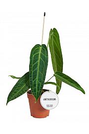 Queen Anthurium M